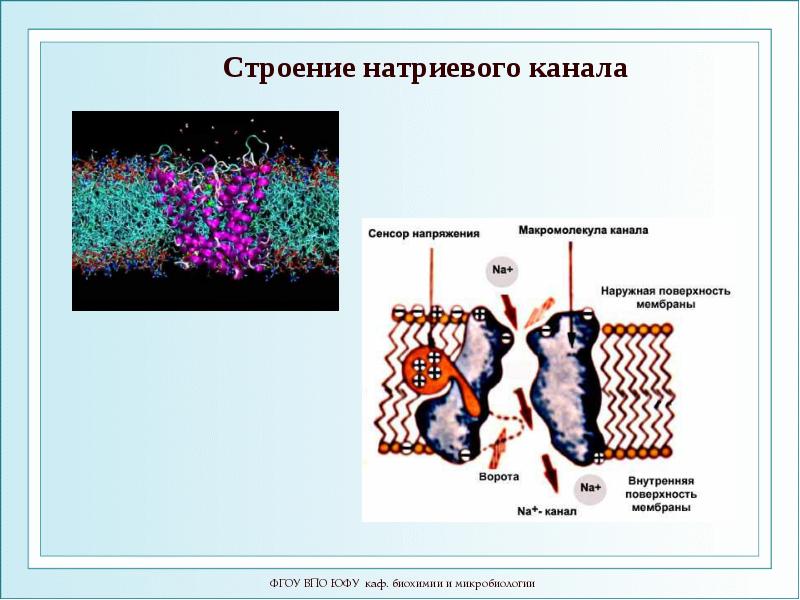 Мембрана процесс