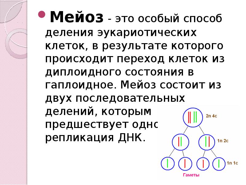 Мейоз это образование