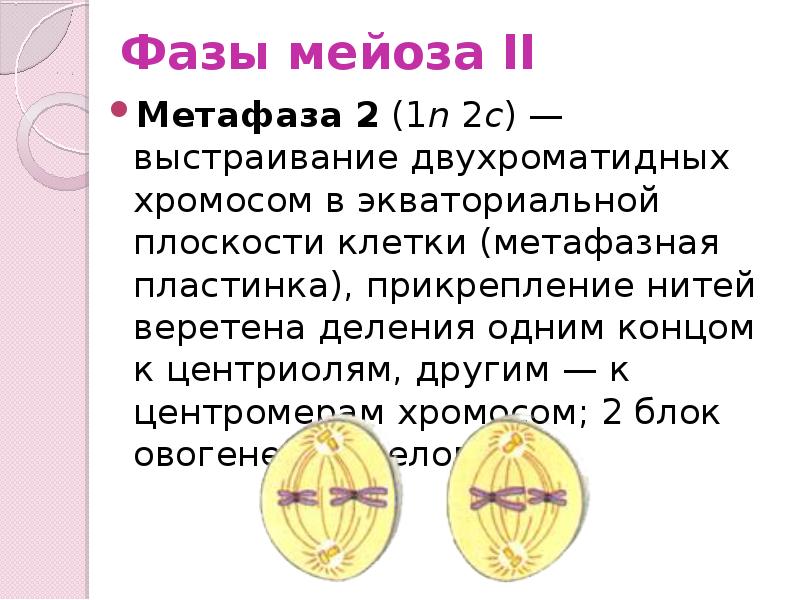 Мейоз анафаза 2 набор хромосом. Метофпзп 2 деление мейоз. Метафаза 2 деления мейоза. Фазы мейоза метафаза 2. Мейоз 2 метафаза 2.