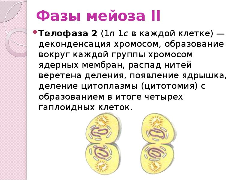 Телофаза мейоза 1 набор. Фазы мейоза телофаза 1. Стадии мейоза 2. Телофаза мейоза 2 набор. Стадии мейоза 1.