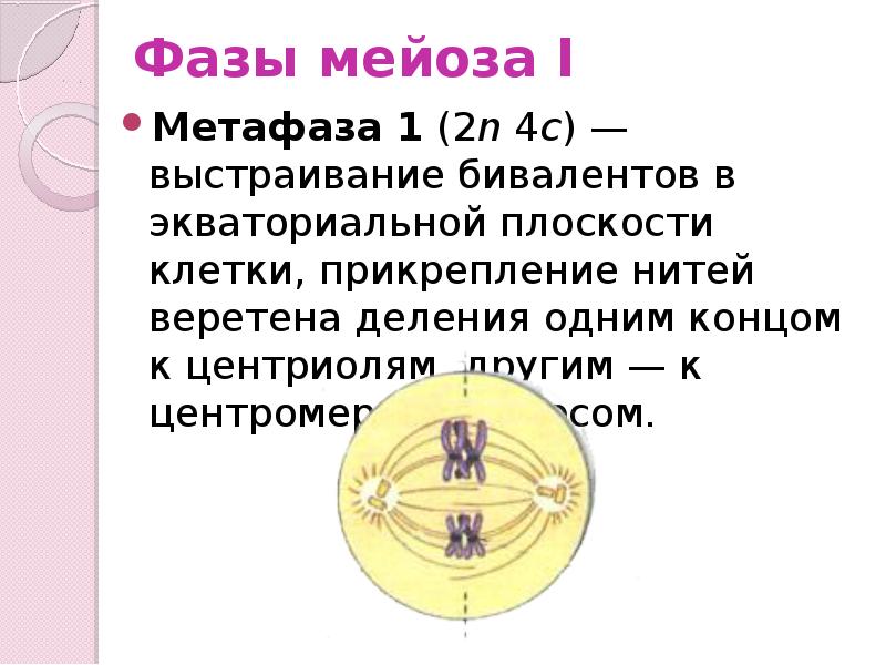 Метафаза мейоза. Фазы мейоза метафаза 1. 1 Мейотическое деление мето фаза. Метафаза i деления мейоза. Фазы деления мейоза метафаза.