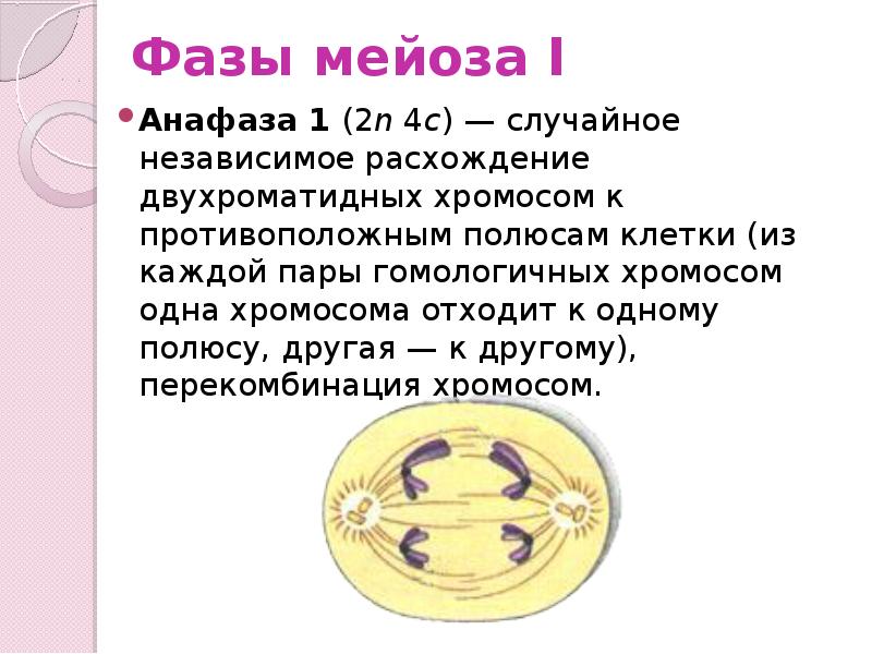 Мейоз 1. Фазы мейоза анафаза 1. Анафаза мейоза 1 и 2. Для мейоза: анафаза 1 и анафаза 2. Фазы деления мейоза анафаза.