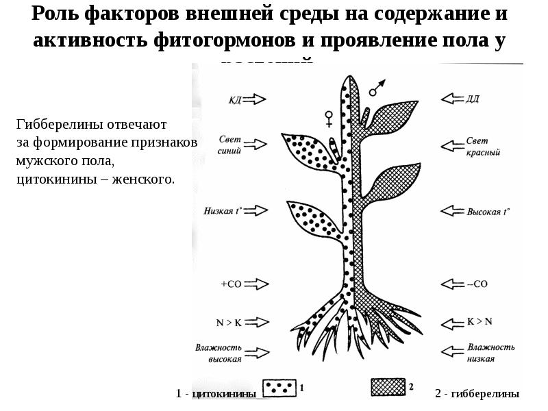 В процессе роста растений происходит выберите