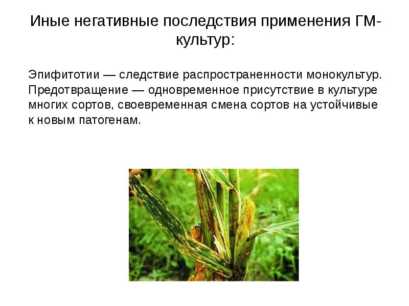 Эпифитотии широкое распространение