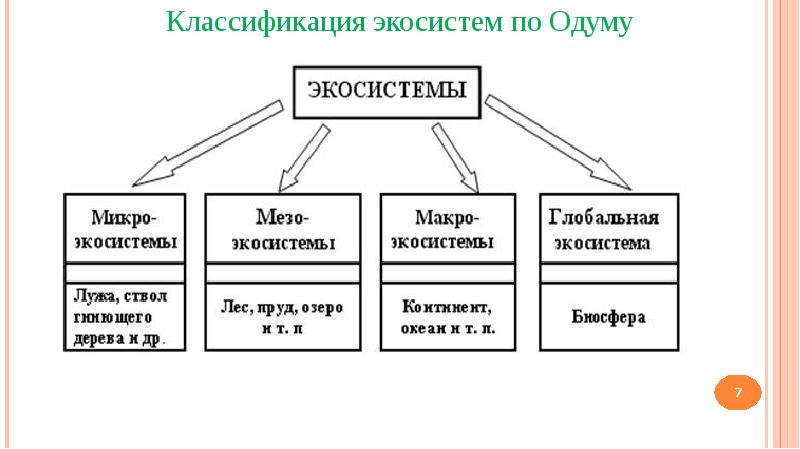 Многообразие экосистем схема