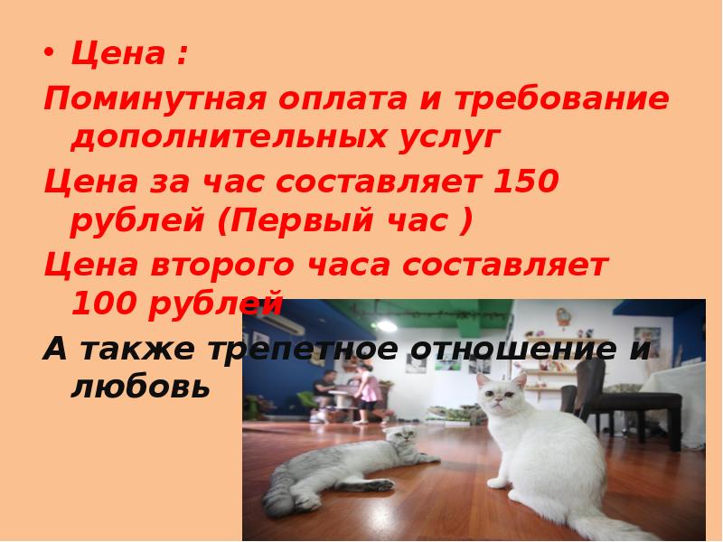 Котокафе бизнес проект