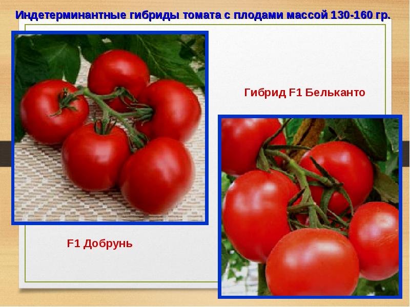 Индетерминантный гибрид. Томат для презентации. Индетерминантные гибриды. Морфологическое строение помидора. Гибрид или сорт томата.