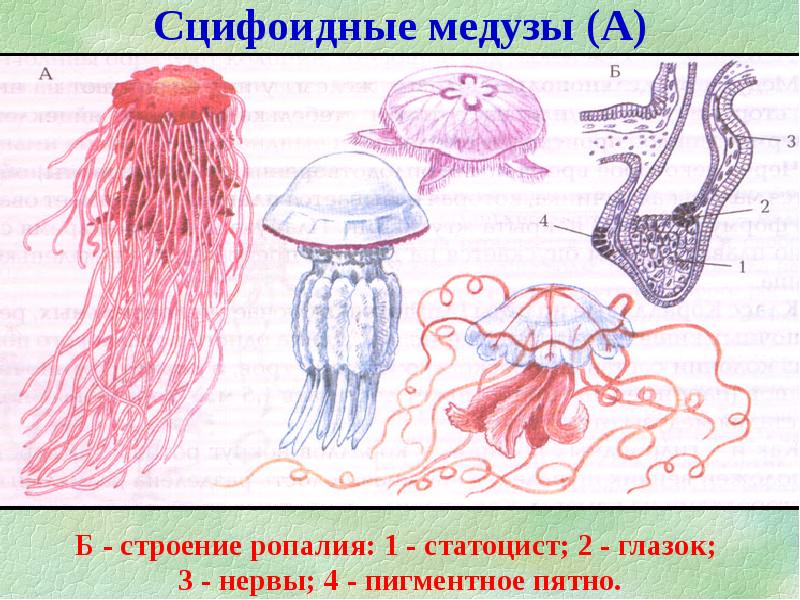 Строение медузы рисунок