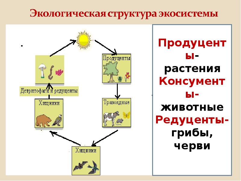 Укажите консументов в экосистеме цианобактерии. Законы экологии. Законы экологии презентация. Основные законы экологии презентация. Законы экологии проект.