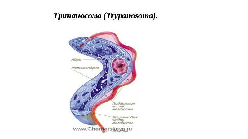 Строение трипаносомы рисунок с подписями