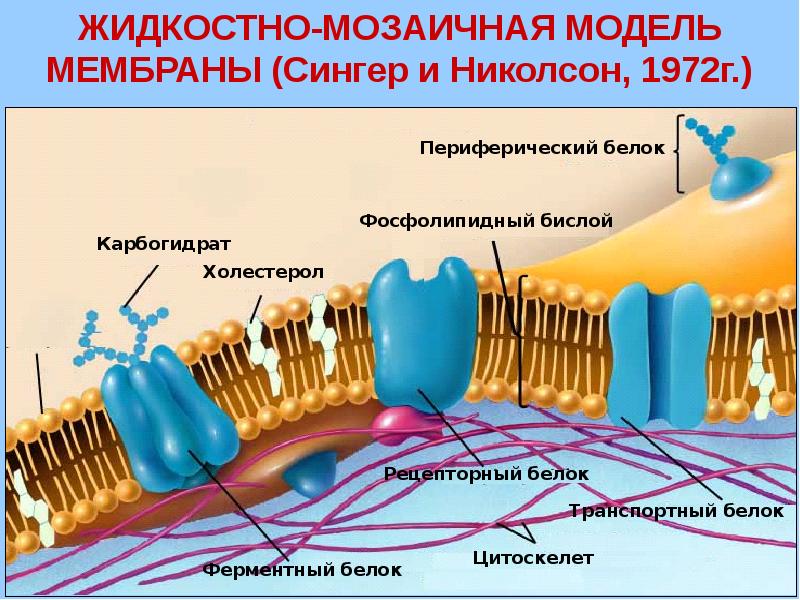 Мембрана строение и функции