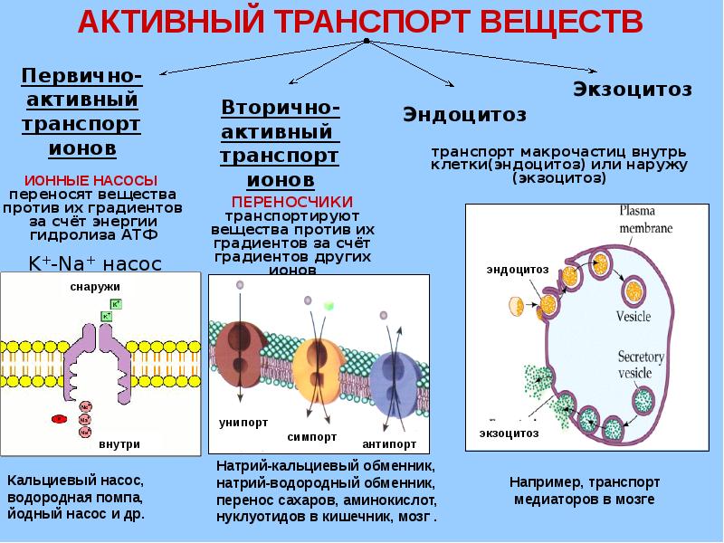 Поступление веществ в клетку схема