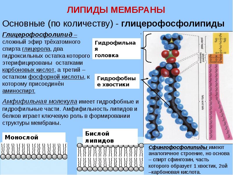 Свойства функции мембраны. Строение липидов мембран биохимия. Биологические мембраны структура свойства функции. Биологические мембраны их строение и функции физиология. Фосфолипиды биологических мембран.