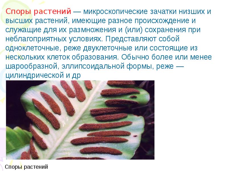 Зачем спора растениям. Что собой представляет спора. Зачем спора растениям. Водоросли моховидные папоротниковидные. Почему споры гаплоидные.