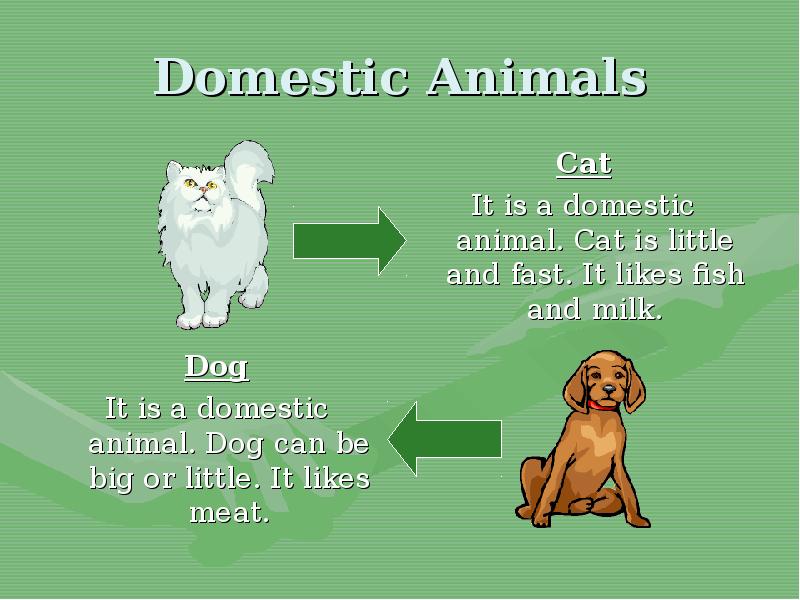 Wild and domestic animals презентация