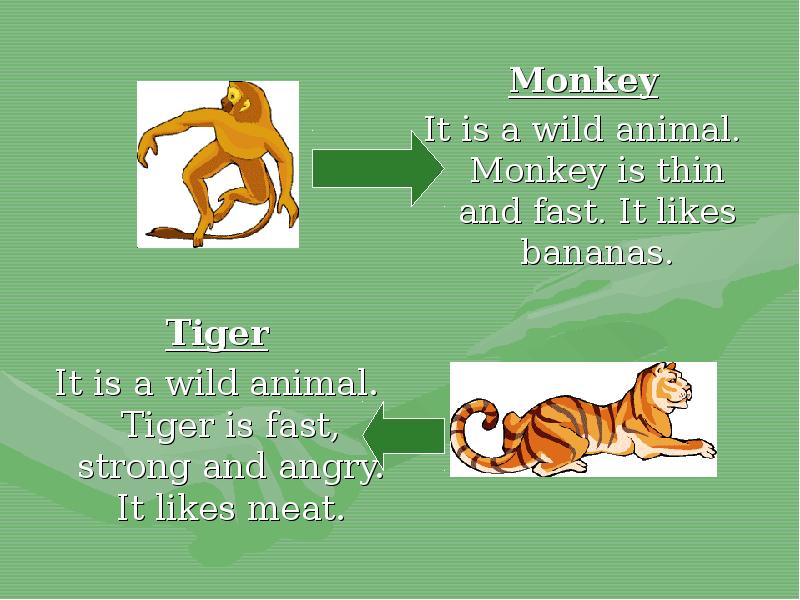 Wild animals презентация