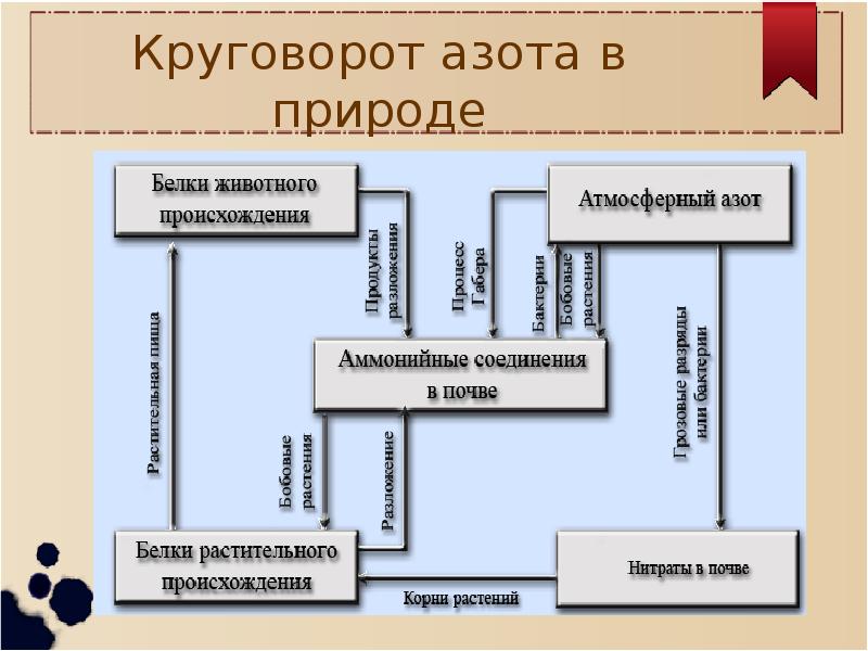 Презентация по теме круговорот азота в природе