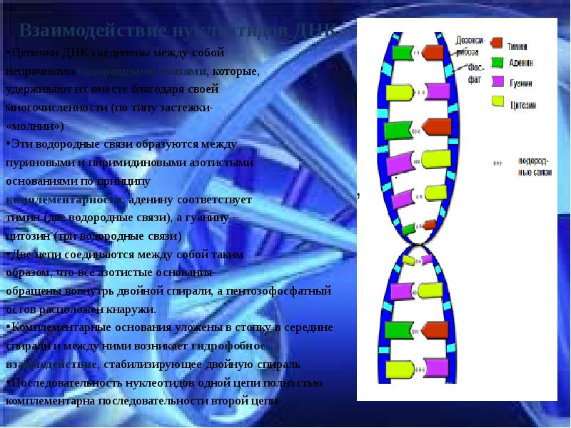 Синтез комплементарной цепи днк. Взаимодействие моноцепочек ДНК. Цепочки ДНК соединены водородными связями. Гидрофобные взаимодействия в ДНК. Две Цепочки ДНК соединяются водородными связями.