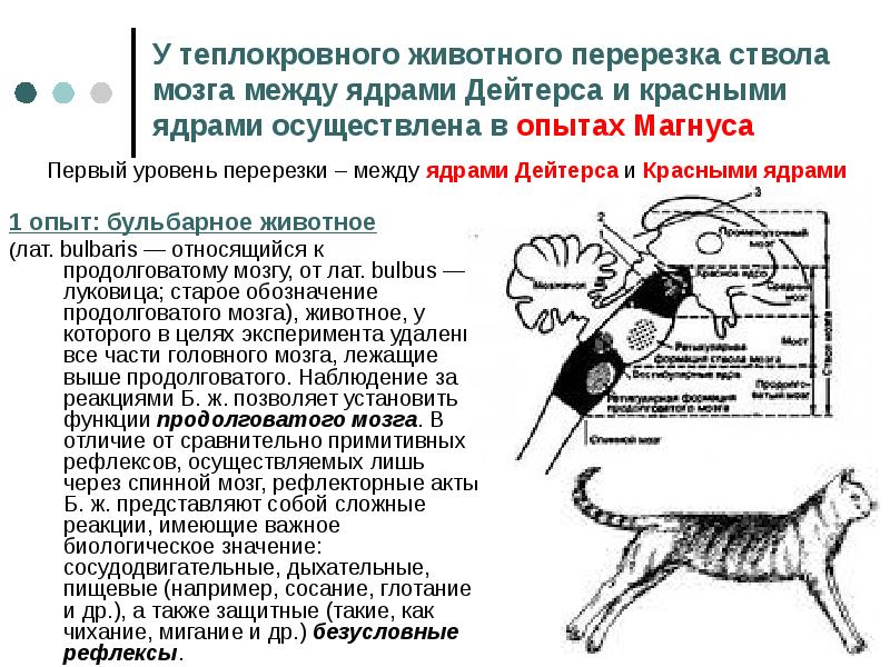 Высшие двигательные функции. Высшие двигательные функции