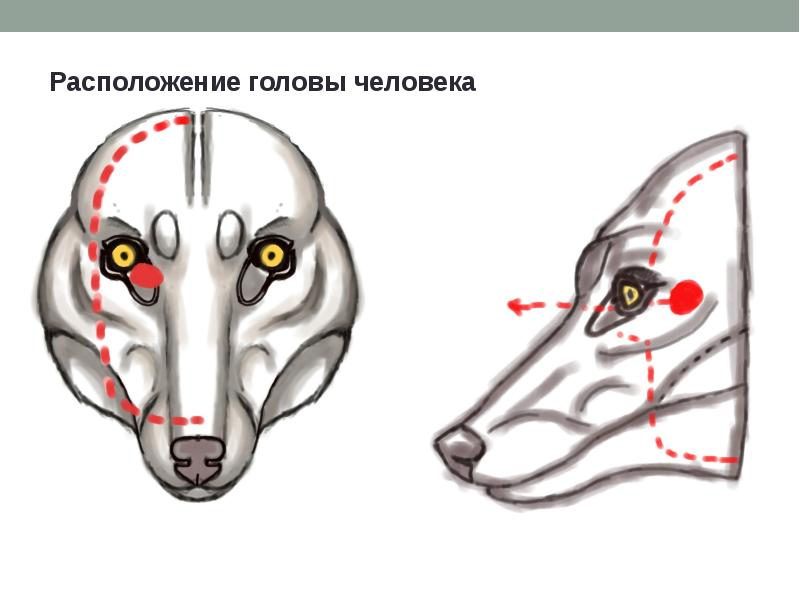 Расположение глаз. Схема головы фурсьюта. Расположение головы. Как сделать фурсьют голову схемы. Схема мерок для фурсьюта.