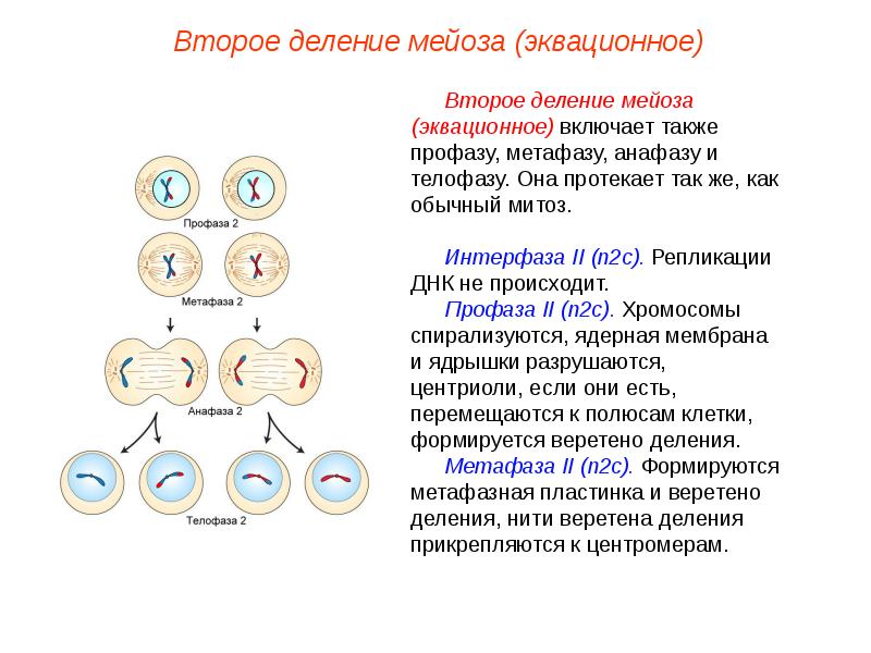 Презентация по теме мейоз 10 класс