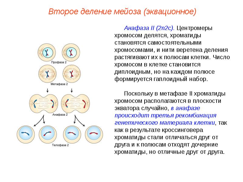 Мейоз фото по стадиям