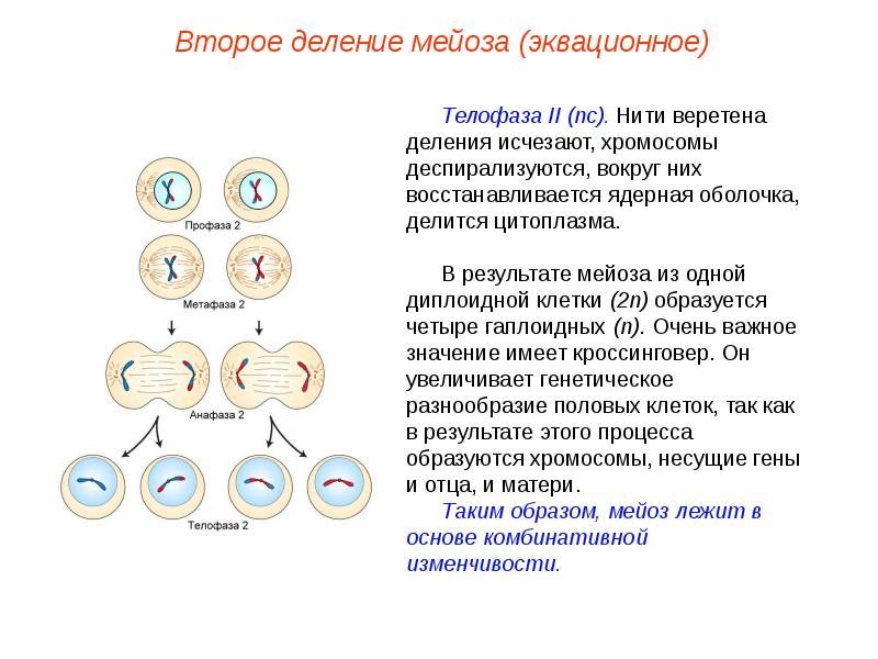 Установите соответствие между признаками и фазами мейоза обозначенными цифрами на схеме