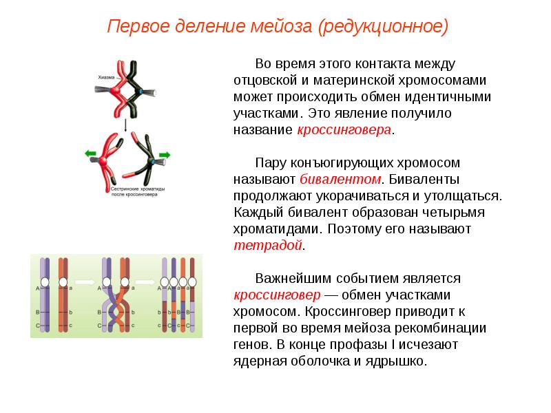 Абсолютность закона нарушает процесс кроссинговера. Биваленты хромосом. Биваленты в мейозе это. Биваленты это в биологии. Биваленты и двухроматидные хромосомы.