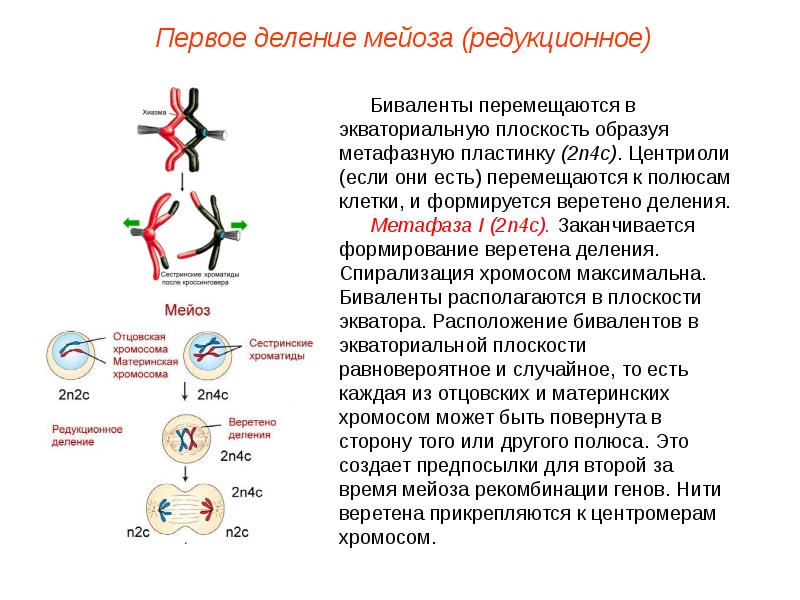 Первое деление мейоза. Мейоз 1 редукционное деление. Биваленты редукционное деление. Первое деление мейоза редукционное. Мейоз 1 мейотическое деление редукционное.