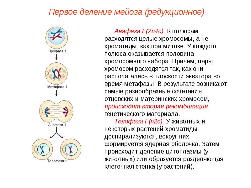 Презентация по теме мейоз 10 класс