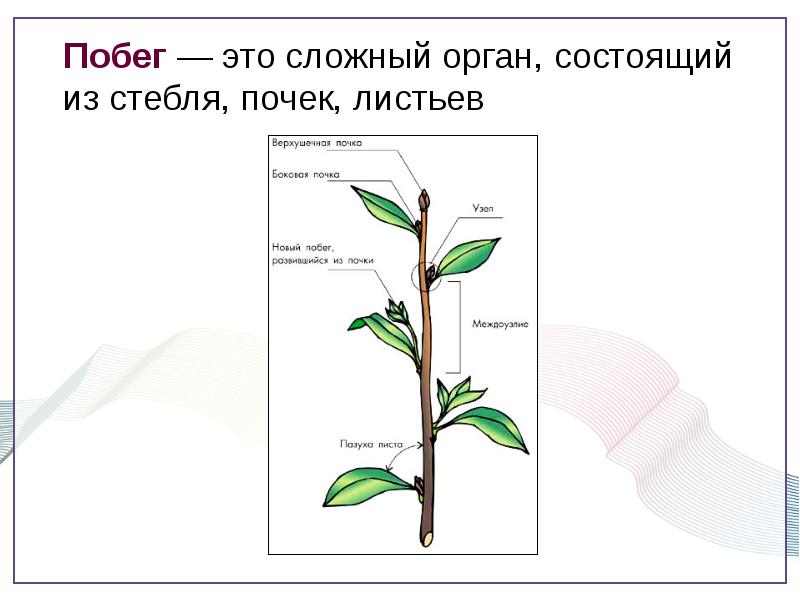 Проект про побег