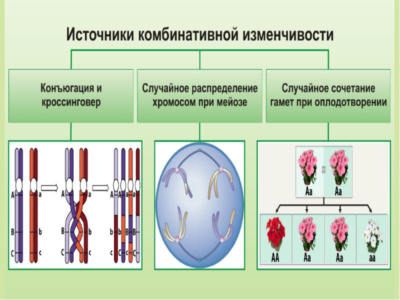 Мутации презентация 10 класс