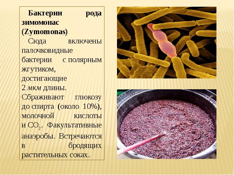 Уксуснокислое брожение презентация