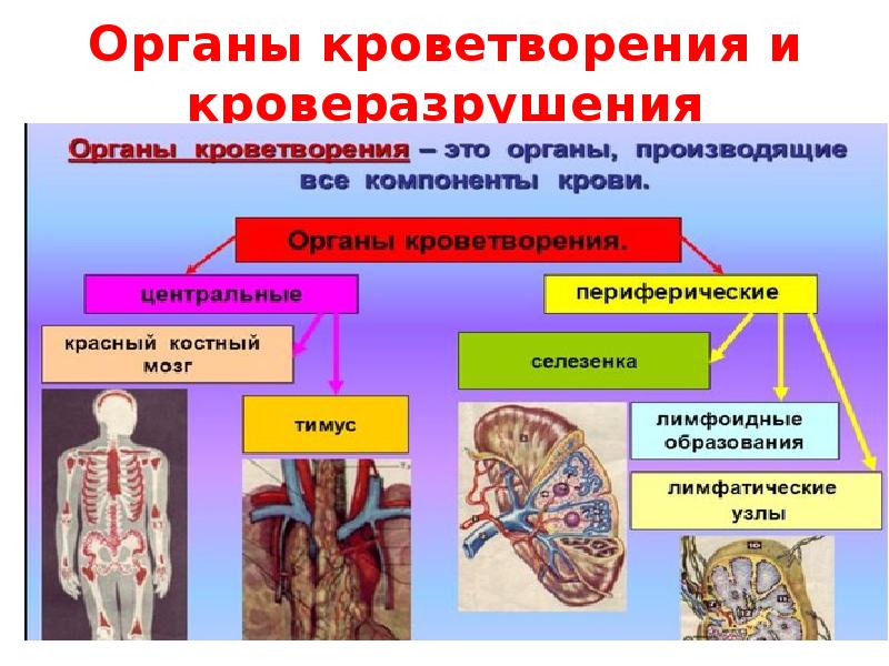 Физиология крови картинки