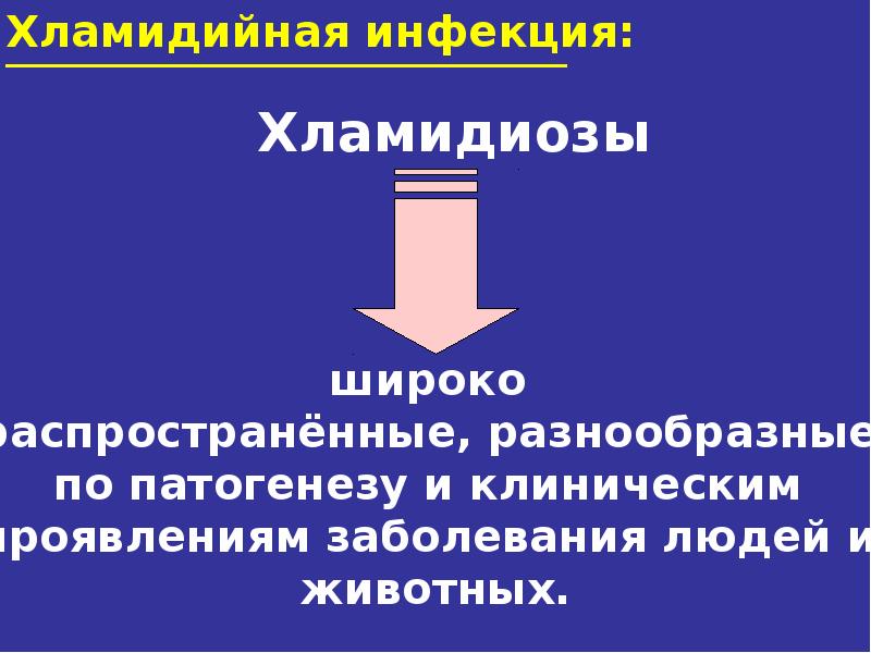 Иппп презентация по дерматовенерологии