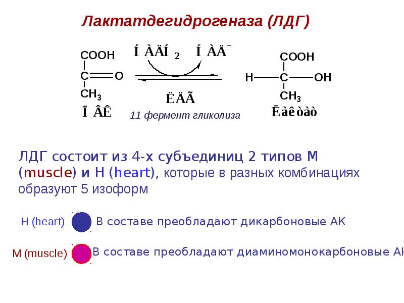 Лдг что это. ЛДГ реакция биохимия. Лактатдегидрогеназа Тип фермента. Изоферменты лактатдегидрогеназы биохимия. Реакция которую катализирует ЛДГ.