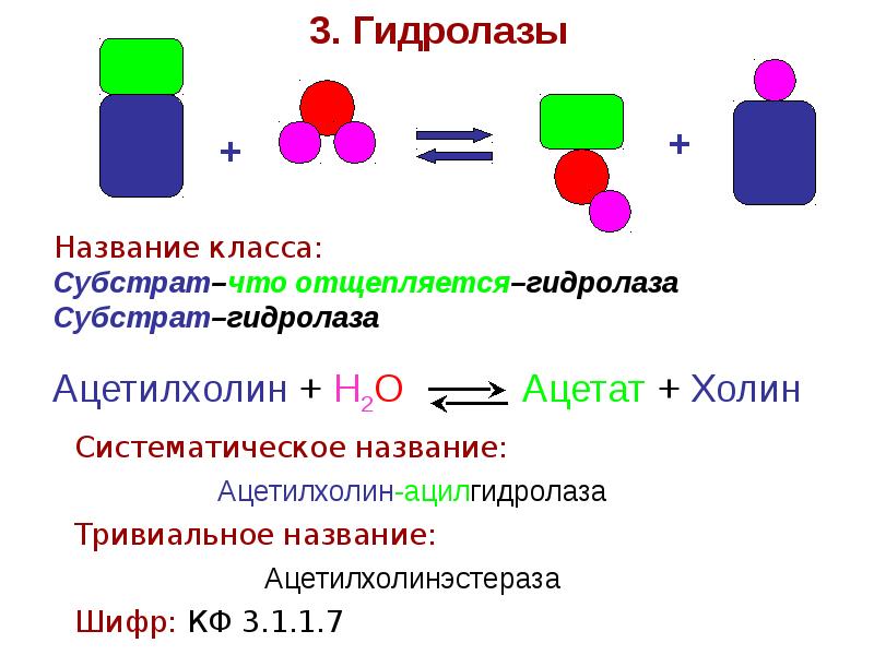 Химические действия ферментов. Схема реакции гидролазы. Классификация ферментов гидролазы. Гидролазы катализируют реакции. Гидролазы ферменты реакция.