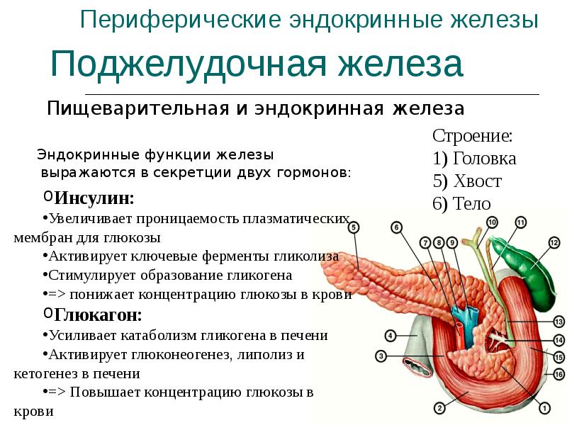 Выберите три верно обозначенные подписи к рисунку строение эндокринной системы человека указывающие