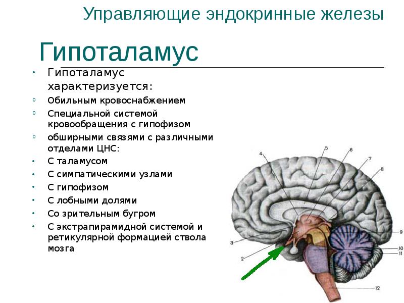 Гипофиз эндокринная железа. Таламус гипоталамус гипофиз. Эндокринные железы гипоталамус. Гипоталамус на схеме мозга. Расположение гипофиза в головном мозге.