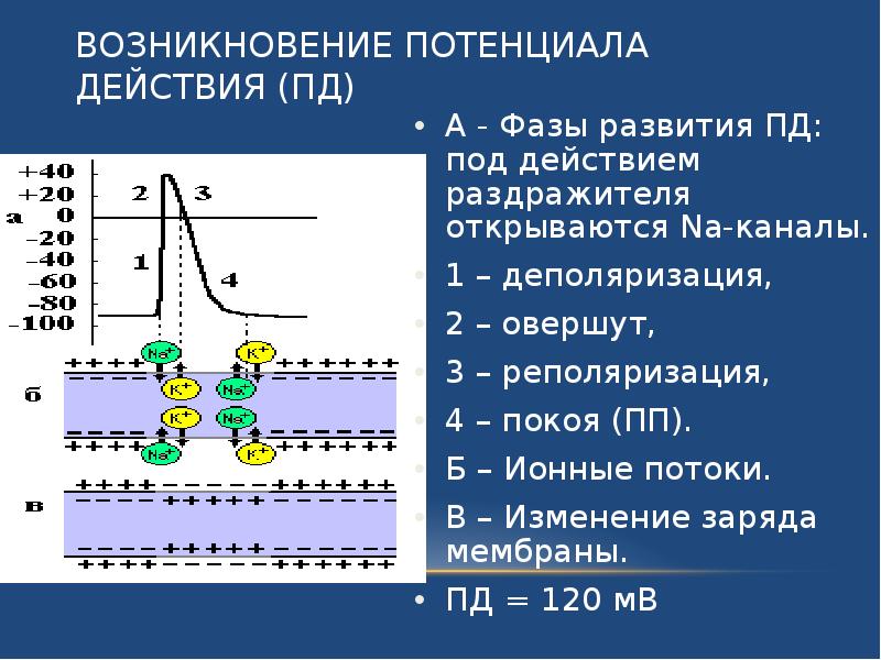 Рисунок потенциал действия