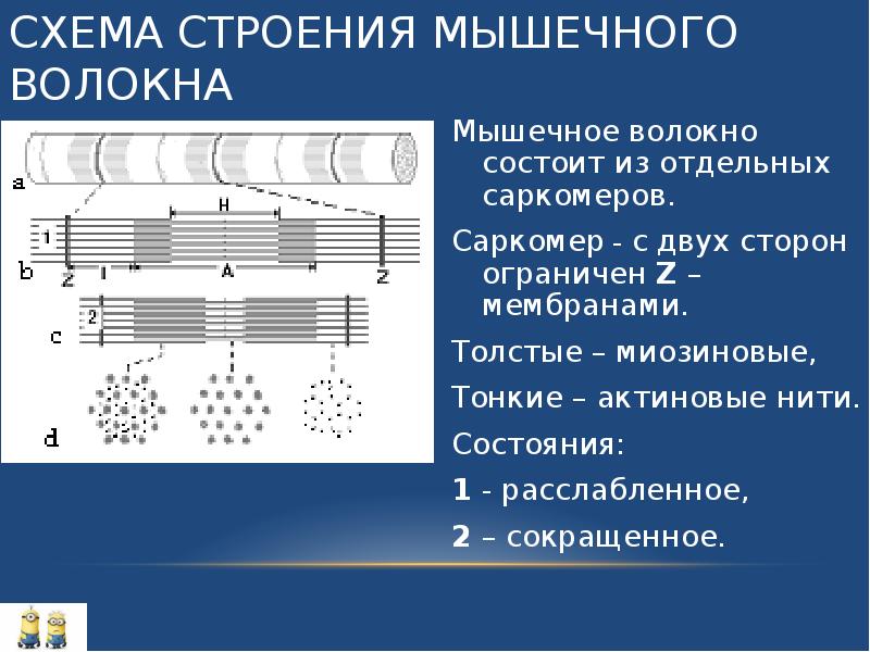 Рисунок строение мышечного волокна