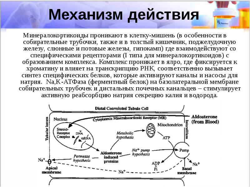 Антагонисты альдостерона презентация