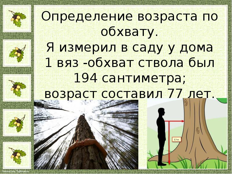 Возраст ел. Как определить Возраст дерева. Определение возраста дерева. Возраст дерева по обхвату ствола. Как определить Возраст дерева по диаметру.