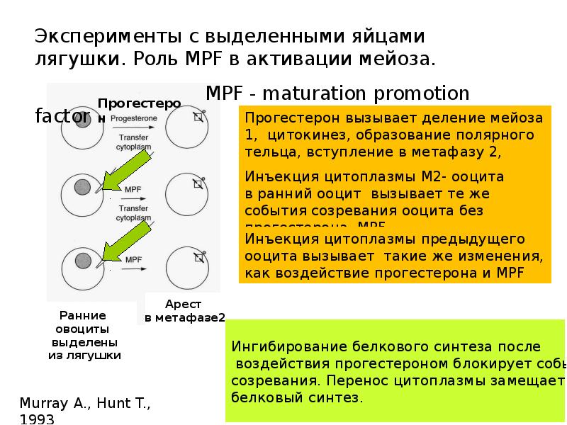 Периоды цикла. Периодизация клеточного цикла. Клеточный цикл и его периодизация. Буквенное обозначение периода клеточного цикла. 19. Периодизация и характеристика клеточного цикла.