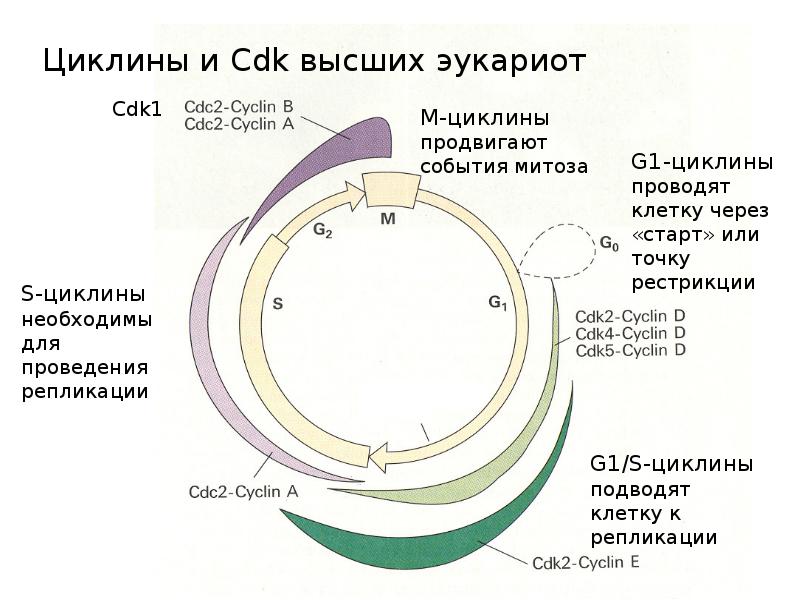 Клеточный цикл эукариот