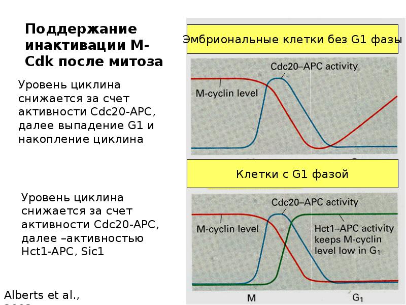 Период цикла. Циклы эпох Вико. Циклы, периоды, фазы в простом движении. Цикл выборки кармана.