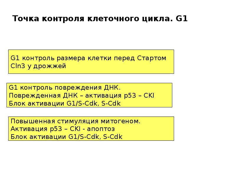 Периоды клетки. Точки контроля клеточного цикла. G1 контрольная точка клеточного деления. Контрольные точки клеточного цикла. В g2 периоде клеточного цикла в контрольных точках проверяется.