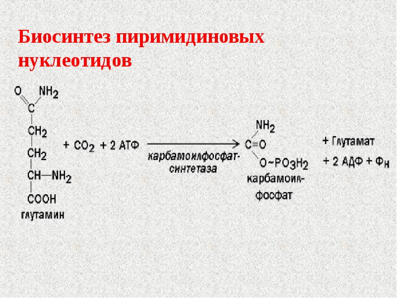 Азотистый обмен. Взаимосвязь обменов
