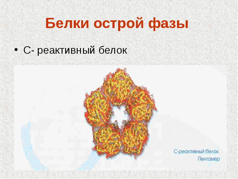 С реактивный белок презентация