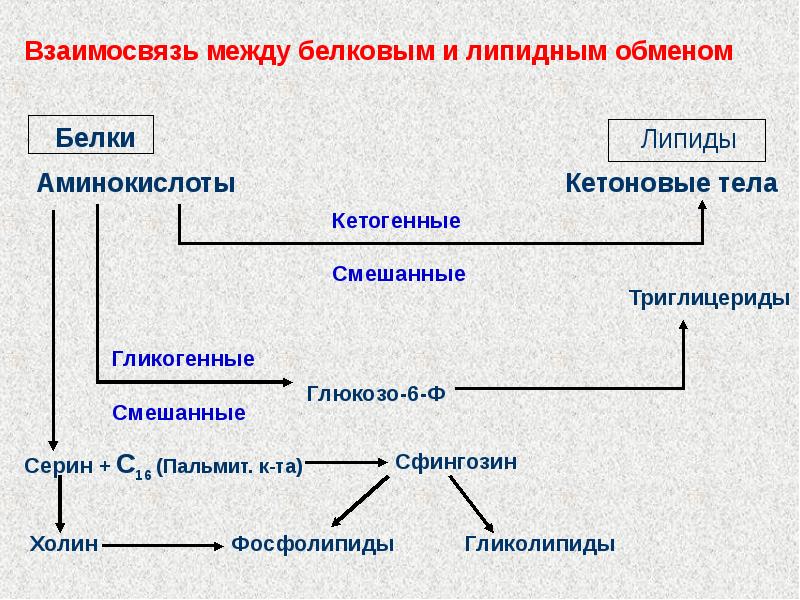 Взаимосвязь обменов. Взаимосвязь обмена белков и липидов. Взаимосвязь белкового и липидного обменов. Взаимосвязь обмена аминокислот и липидов. Взаимосвязь углеводного липидного и белкового обменов.